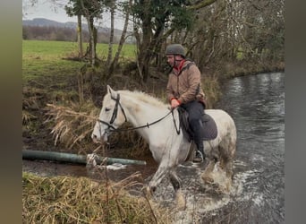 Draft Horse, Castrone, 4 Anni, 160 cm, Grigio