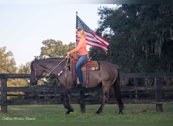 Draft Horse Mix, Castrone, 4 Anni, 160 cm, Grullo