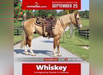 Draft Horse Mix, Castrone, 4 Anni, 160 cm, Red dun