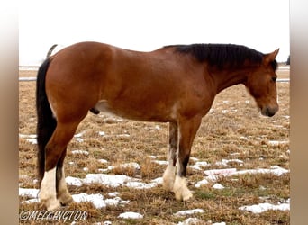 Draft Horse Mix, Castrone, 4 Anni, 163 cm, Baio ciliegia