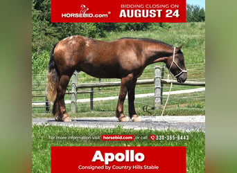 Draft Horse Mix, Castrone, 4 Anni, 163 cm, Baio