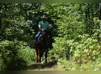 Draft Horse Mix, Castrone, 4 Anni, 163 cm, Baio