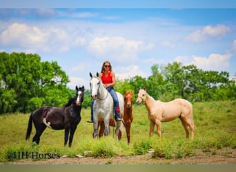 Draft Horse, Castrone, 4 Anni, 163 cm, Grigio pezzato