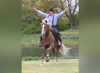 Draft Horse Mix, Castrone, 4 Anni, 163 cm, Palomino
