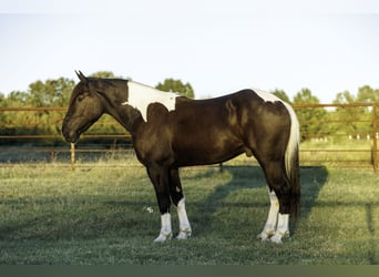 Draft Horse Mix, Castrone, 4 Anni, 163 cm, Pezzato