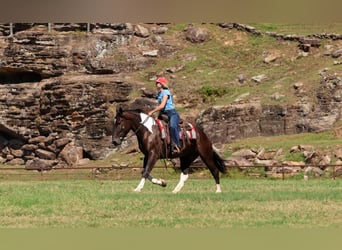 Draft Horse Mix, Castrone, 4 Anni, 163 cm, Pezzato