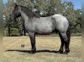 Draft Horse, Castrone, 4 Anni, 163 cm, Roano blu