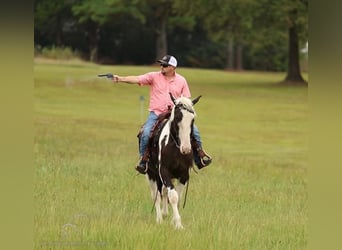Draft Horse, Castrone, 4 Anni, 163 cm, Tobiano-tutti i colori
