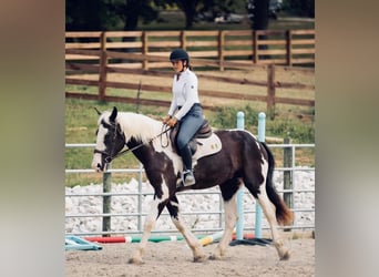 Draft Horse, Castrone, 4 Anni, 163 cm, Tobiano-tutti i colori