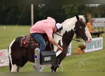 Draft Horse, Castrone, 4 Anni, 163 cm, Tobiano-tutti i colori