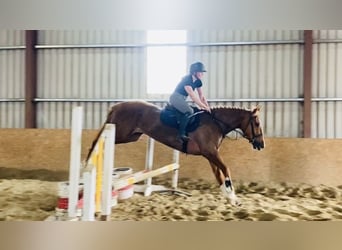 Draft Horse, Castrone, 4 Anni, 164 cm, Sauro scuro