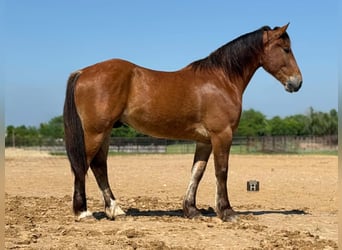 Draft Horse, Castrone, 4 Anni, 165 cm, Baio ciliegia