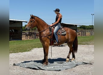 Draft Horse, Castrone, 4 Anni, 165 cm, Baio ciliegia