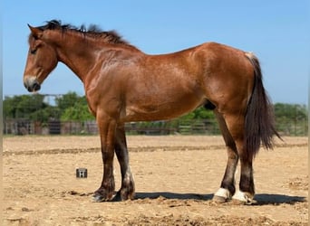 Draft Horse, Castrone, 4 Anni, 165 cm, Baio ciliegia