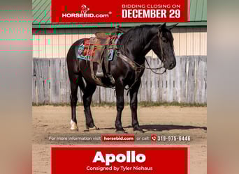 Draft Horse Mix, Castrone, 4 Anni, 165 cm, Morello