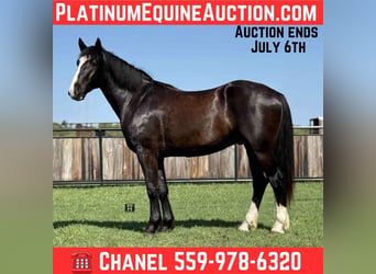 Draft Horse, Castrone, 4 Anni, 165 cm, Morello