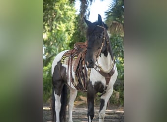 Draft Horse, Castrone, 4 Anni, 165 cm