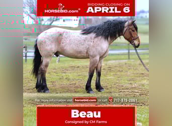 Draft Horse Mix, Castrone, 4 Anni, 168 cm, Baio roano