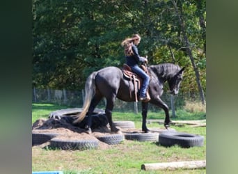 Draft Horse Mix, Castrone, 4 Anni, 168 cm, Grigio
