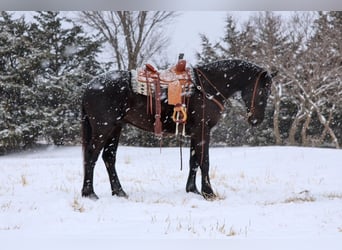 Draft Horse Mix, Castrone, 4 Anni, 168 cm, Morello