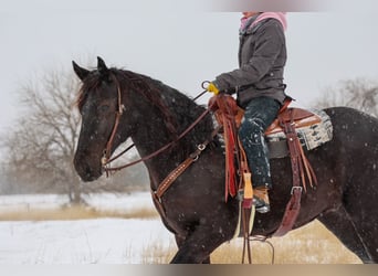 Draft Horse Mix, Castrone, 4 Anni, 168 cm, Morello