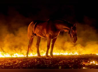Draft Horse, Castrone, 4 Anni, 168 cm, Morello