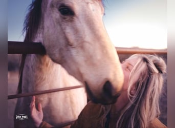 Draft Horse, Castrone, 4 Anni, 168 cm, Pelle di daino