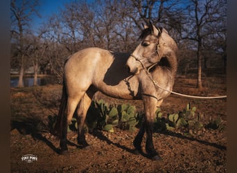 Draft Horse, Castrone, 4 Anni, 168 cm, Pelle di daino