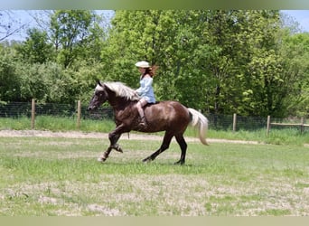 Draft Horse, Castrone, 4 Anni, 170 cm, Baio