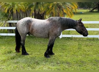 Draft Horse, Castrone, 4 Anni, 170 cm, Roano blu