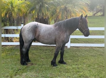 Draft Horse, Castrone, 4 Anni, 170 cm, Roano blu