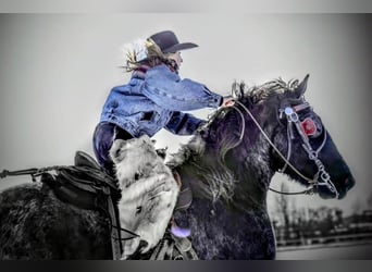 Draft Horse, Castrone, 4 Anni, 170 cm, Roano blu