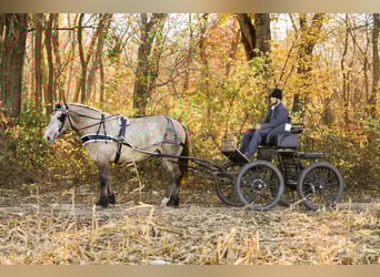 Draft Horse Mix, Castrone, 4 Anni, 173 cm, Grullo