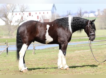Draft Horse Mix, Castrone, 4 Anni, 178 cm, Pezzato