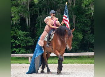 Draft Horse Mix, Castrone, 4 Anni, 183 cm, Baio ciliegia