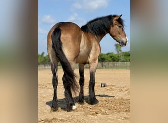 Draft Horse Mix, Castrone, 4 Anni, Baio ciliegia