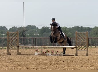 Draft Horse Mix, Castrone, 4 Anni, Baio ciliegia
