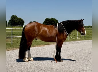 Draft Horse Mix, Castrone, 4 Anni, Baio ciliegia