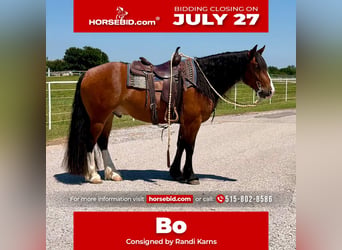 Draft Horse Mix, Castrone, 4 Anni, Baio ciliegia