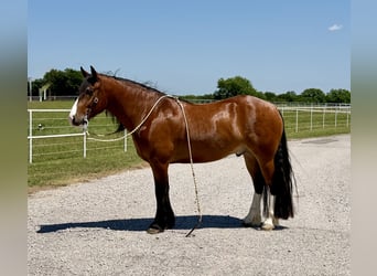 Draft Horse Mix, Castrone, 4 Anni, Baio ciliegia