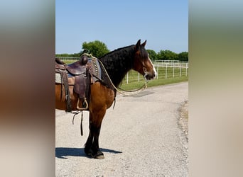 Draft Horse Mix, Castrone, 4 Anni, Baio ciliegia