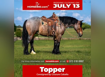 Draft Horse Mix, Castrone, 4 Anni, Baio roano