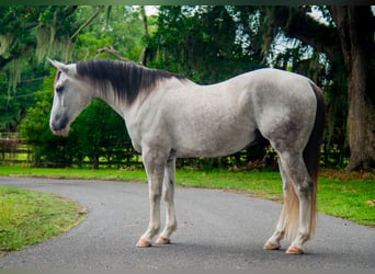 Draft Horse Mix, Castrone, 4 Anni, Grigio