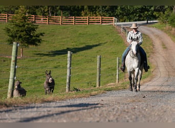 Draft Horse Mix, Castrone, 4 Anni, Grigio