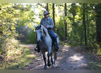 Draft Horse Mix, Castrone, 4 Anni, Grigio