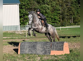 Draft Horse Mix, Castrone, 4 Anni, Grigio