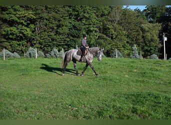 Draft Horse Mix, Castrone, 4 Anni, Grigio