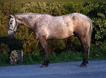 Draft Horse Mix, Castrone, 4 Anni, Grigio