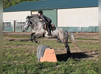 Draft Horse Mix, Castrone, 4 Anni, Grigio
