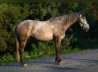 Draft Horse, Castrone, 4 Anni, Grigio pezzato